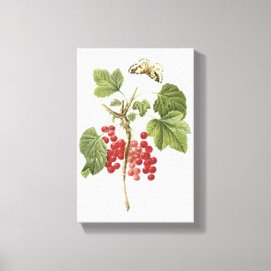 Roter Johannisbeere (Ribes rubrum) von Redouté Leinwanddruck
