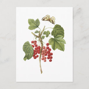 Roter Johannisbeere (Ribes rubrum) von Redouté Postkarte