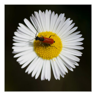 Roter Käfer auf weißer Margerite Makro Poster