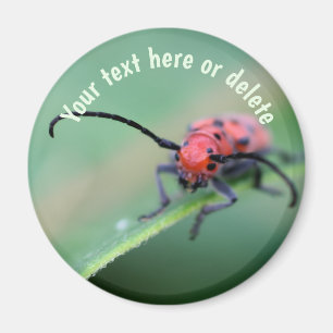 Roter Käfer mit Persönlichkeit Natur Personalisier Magnet