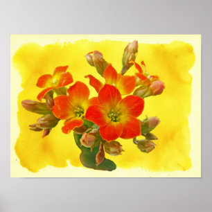 Roter Kalanchoe - Sukkulenter Sonnenschein Poster