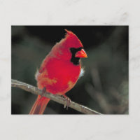 Roter Kardinal auf einer Baumzweigung