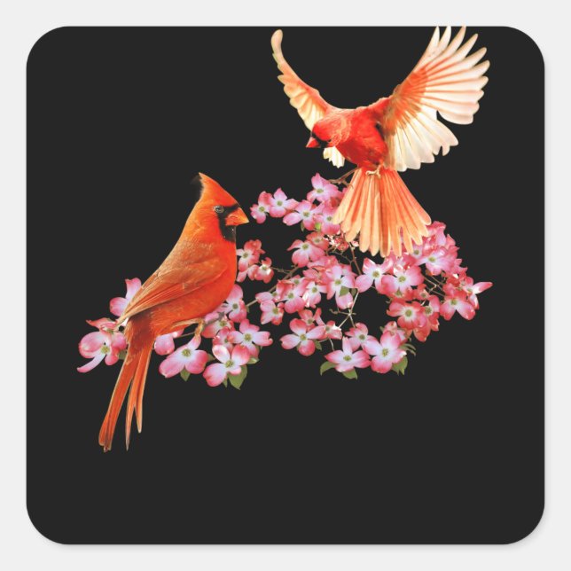 Roter Kardinal Bird und rosa blühendes Dogwood Quadratischer Aufkleber (Vorderseite)