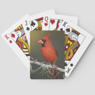 Roter Kardinal, Cardinalis cardinalis, Männchen Spielkarten