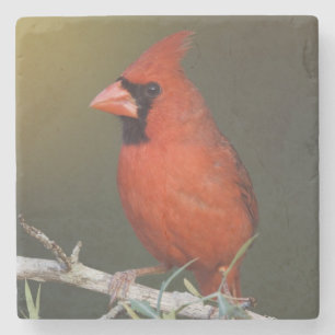 Roter Kardinal, Cardinalis cardinalis, Männchen Steinuntersetzer