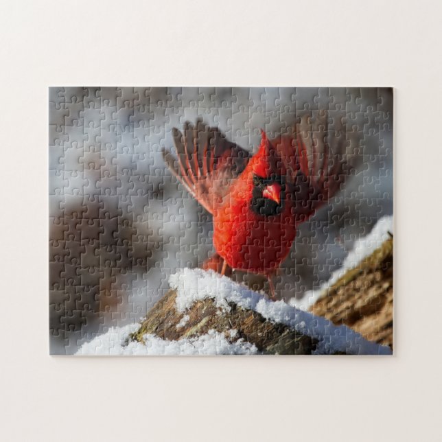 Roter Kardinal im Schnee (Horizontal)