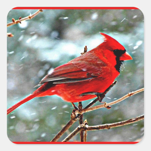 Roter Kardinal im Schnee Quadratischer Aufkleber (Vorderseite)