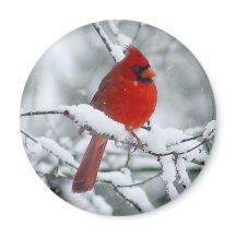 Roter Kardinal im Schneemagnet
