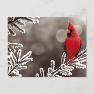 Roter Kardinal im Winter Postkarte