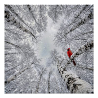 Roter Kardinal in einem winterlichen weißen Birken
