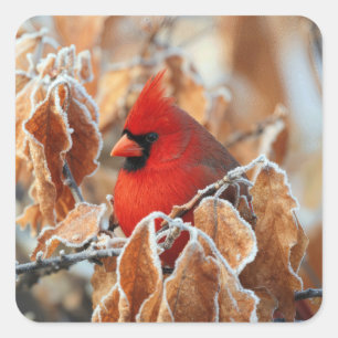Roter Kardinal in frostigen Herbstblättern Quadratischer Aufkleber