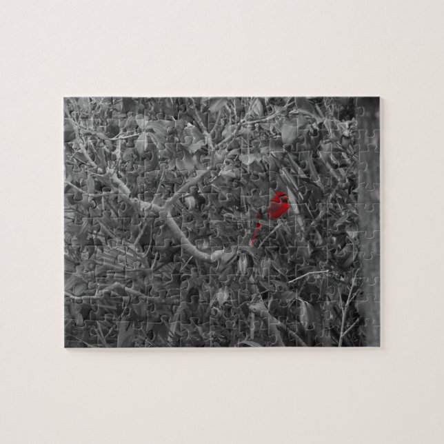 Roter Kardinal in Schwarz und Weiß (Horizontal)
