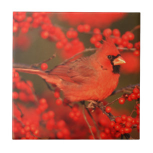 Roter Kardinal-Männchen, IL Fliese