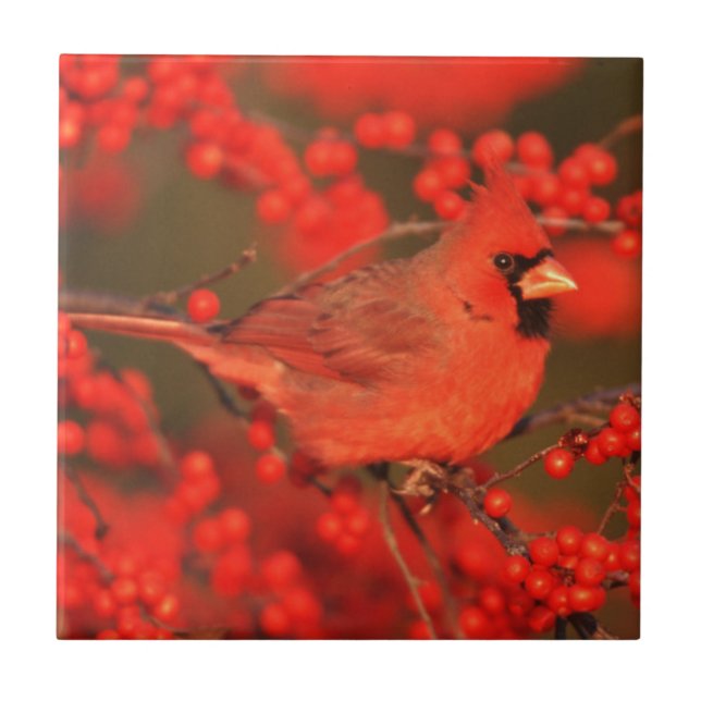 Roter Kardinal-Männchen, IL Fliese (Vorderseite)