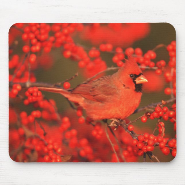 Roter Kardinal-Männchen, IL Mousepad (Vorne)