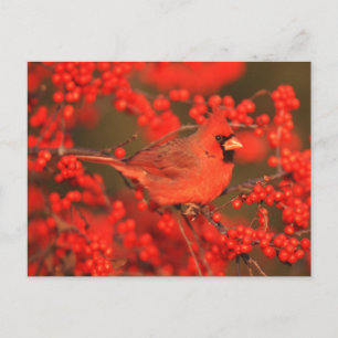 Roter Kardinal-Männchen, IL Postkarte