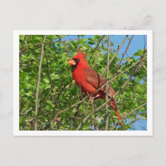 Roter Kardinal Postkarte