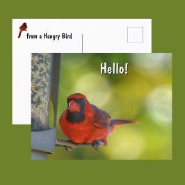 Roter Kardinal von Birdfeeder Hangry Bird Postkarte