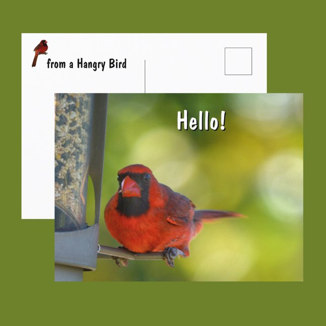 Roter Kardinal von Birdfeeder Hangry Bird Postkarte (Von Creator hochgeladen)