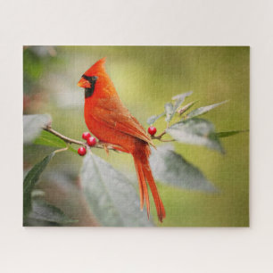 Roter Kardinal Weihnachtsferien Natur