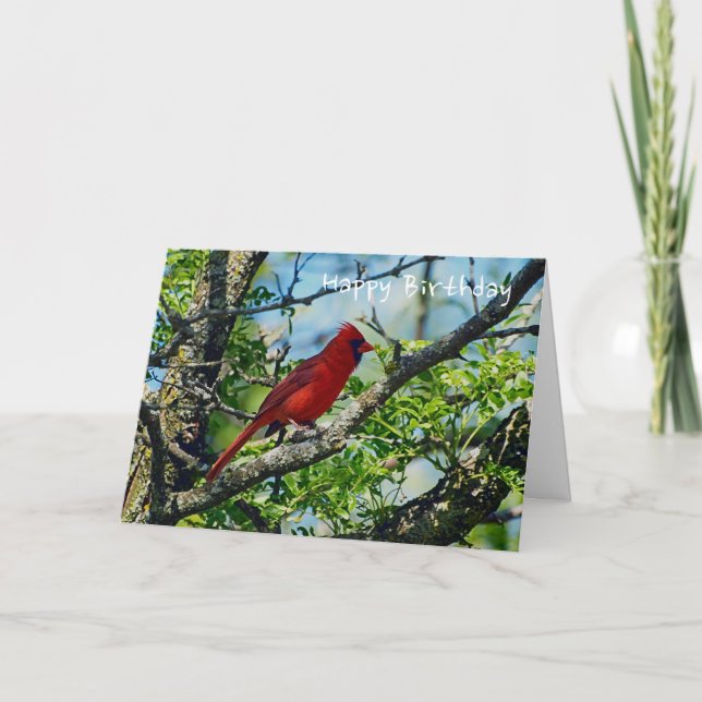 Roter Kardinal Wild Bird Fotograf Karte (Vorderseite)