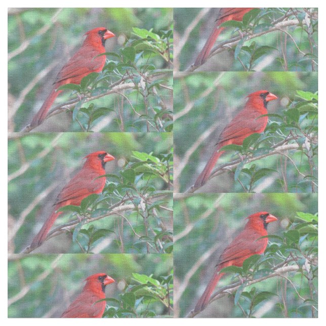 Roter Kardinals-Vogel Stoff (Nahaufnahme)