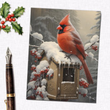 Roter Kardinalvogel auf einem Briefkasten