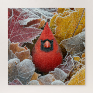 Roter Kardinalvogel in frostigen Herbstblättern