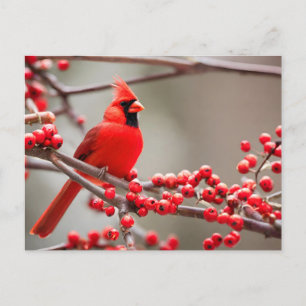 Roter Kardinalvogel Waldbeeren  Feiertagspostkarte