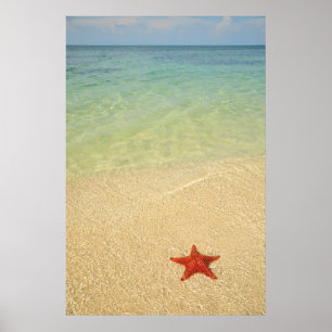 Roter Kissen-Seestern   Trinidad, Kuba Poster