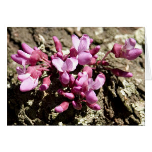 Roter Knospen-Baum