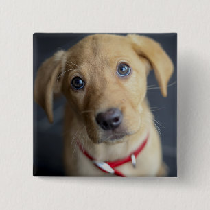 Roter Labrador Welpe Fox Button