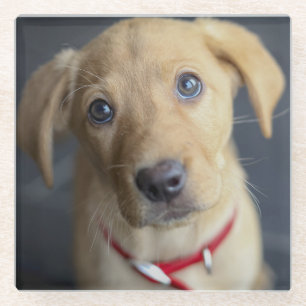 Roter Labrador Welpe Fox Glasuntersetzer