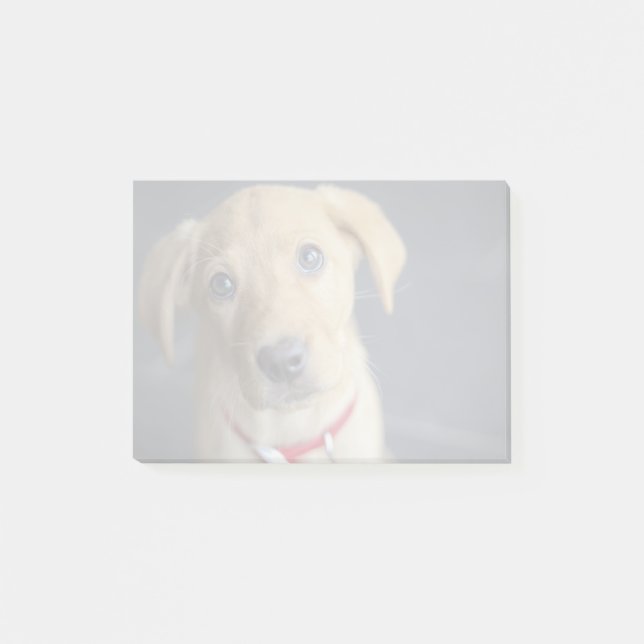 Roter Labrador Welpe Fox Post-it Klebezettel (Vorderseite)