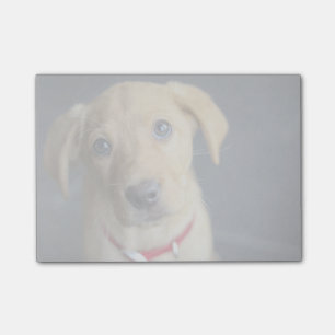 Roter Labrador Welpe Fox Post-it Klebezettel