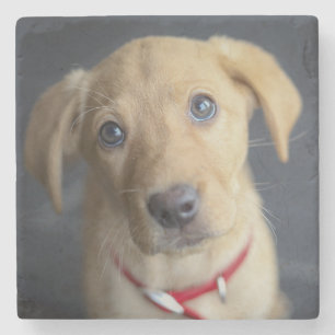 Roter Labrador Welpe Fox Steinuntersetzer
