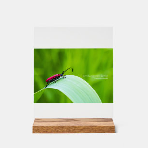 Roter Langhornkäfer und grüner Hintergrund Acrylschild