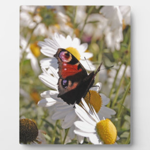 Roter Lila Schwarzschmetterling auf der Tagesordnu Fotoplatte