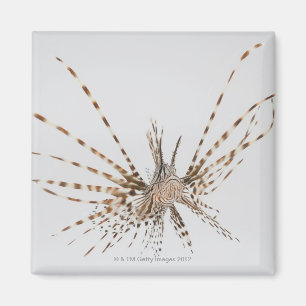 Roter Lionfish (Pterois volitans) Magnet