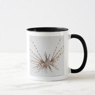Roter Lionfish (Pterois volitans) Tasse