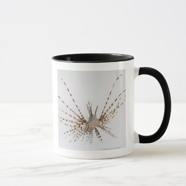 Roter Lionfish (Pterois volitans) Tasse (Rechts)