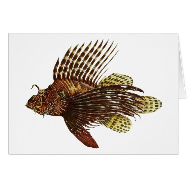 Roter Lionfish-Vintager Druck (Vorderseite (Horizontal))