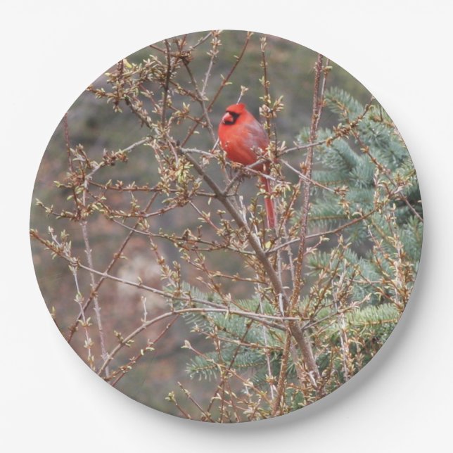 Roter männlicher Kardinal auf der Forsythia Hedge Pappteller (Vorderseite)