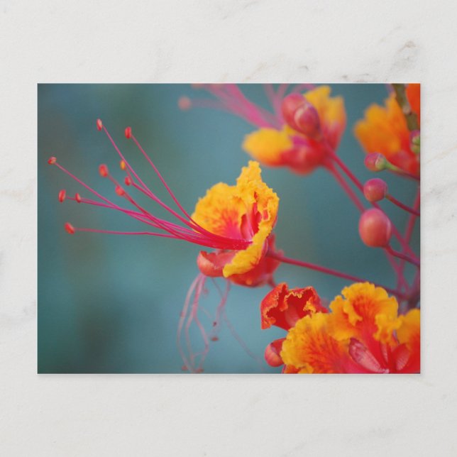 Roter mexikanischer Paradiesvogel Postkarte (Vorderseite)