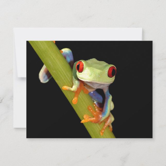 Roter mit Augen Baumfrosch (Vorderseite)