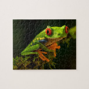 Roter Mit Augen Baumfrosch