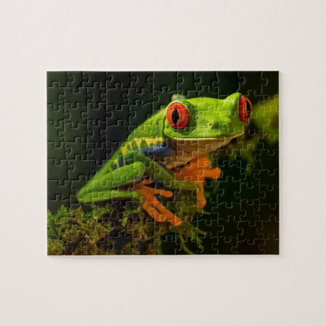 Roter Mit Augen Baumfrosch (Horizontal)