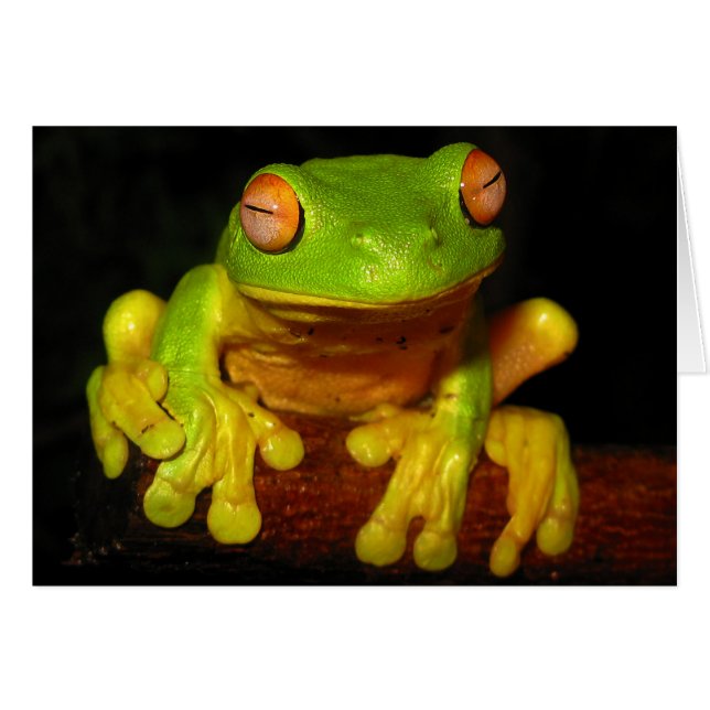 Roter Mit Augen Baumfrosch (Vorderseite (Horizontal))