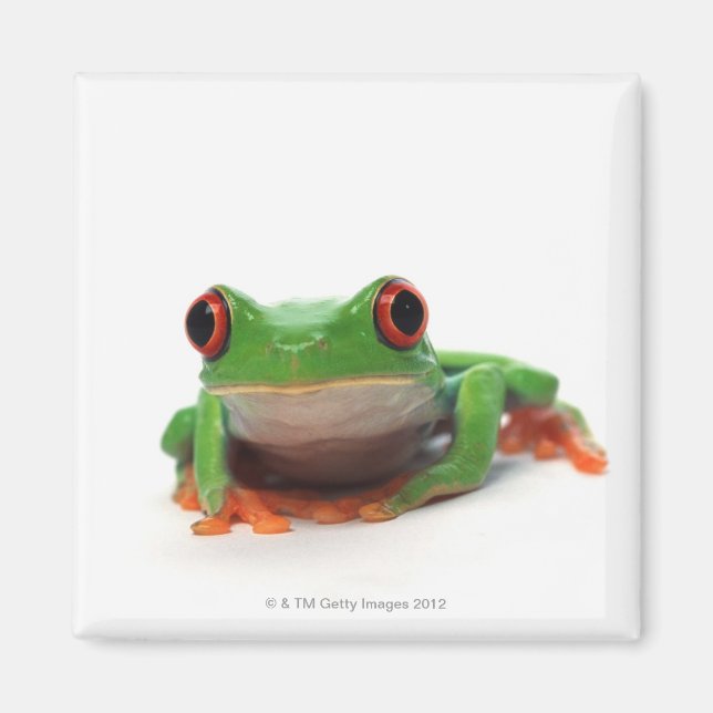 Roter mit Augen Baumfrosch 2 Magnet (Vorne)
