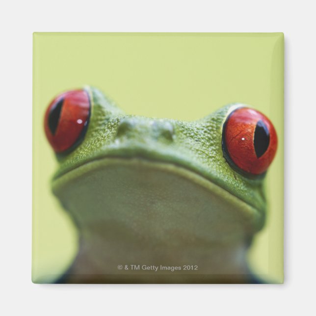Roter mit Augen Baumfrosch (Agalychnis callidryas) Magnet (Vorne)
